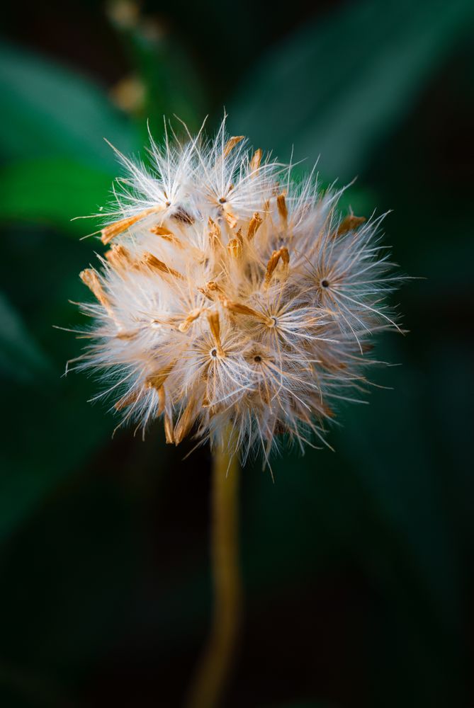 the delicate beauty of a grass flower, showcasing its slender, feathery petals and intricate structure