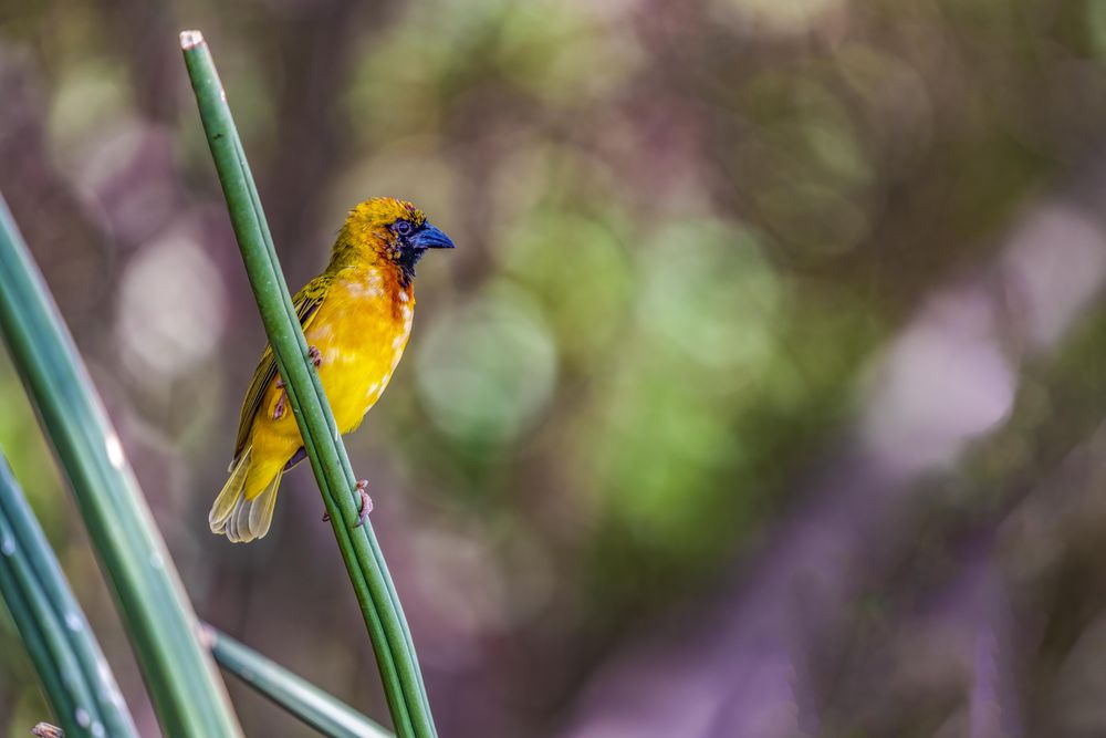 Rare bird Northern Masked Weaver in Lake Baringo, Kenya
