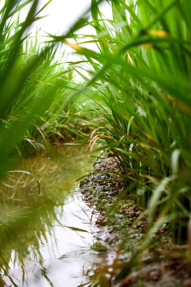 Creek surrounded by long grass