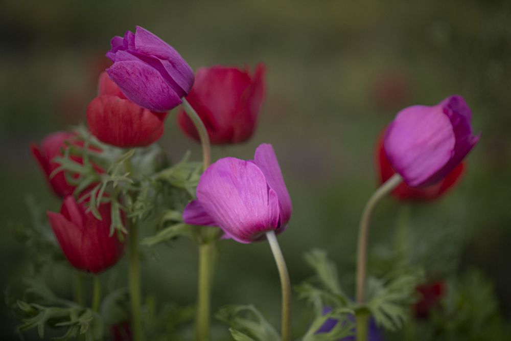 Copake, New York - May 19, 2022: Close up of side of red and purple flowers
