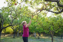 Mature woman in her late 80s picking apples from the branches on trees in an orchard.