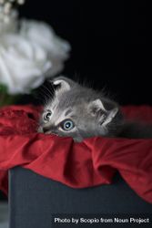 Gray kitten on red textile in a box 5qKAJb