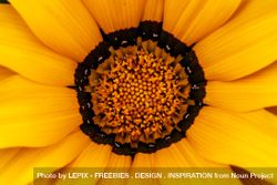 Open yellow flower 41x6g5