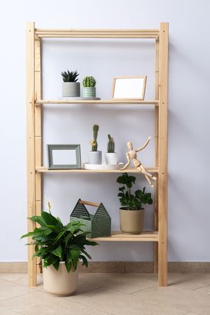 Cozy hobby - growing indoor plants at home