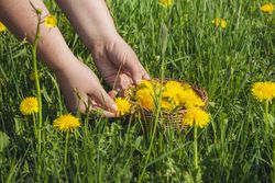 Woman picking spring medicinal plants