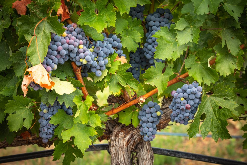 Lush Wine Grapes Clusters Hanging On The Vine