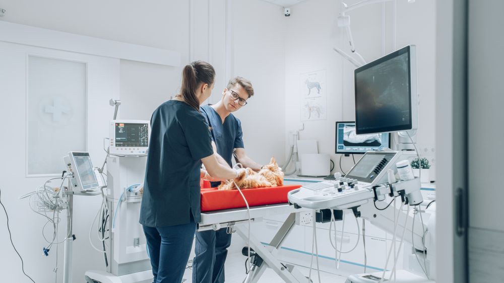 Veterinarian Using Sonography to Examine a Pet Maine Coon with Potential Health Problems.