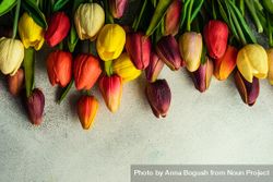 Flat lay of tulip flowers on grey counter bGR3Gl