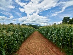 View down dirt path through corn fields in Georgia A0yaR0