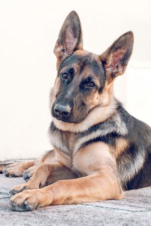 Calm German shepherd dog lying on asphalt ground