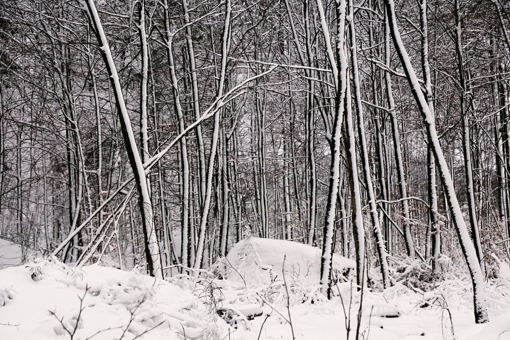 Winter forest with snowy trees