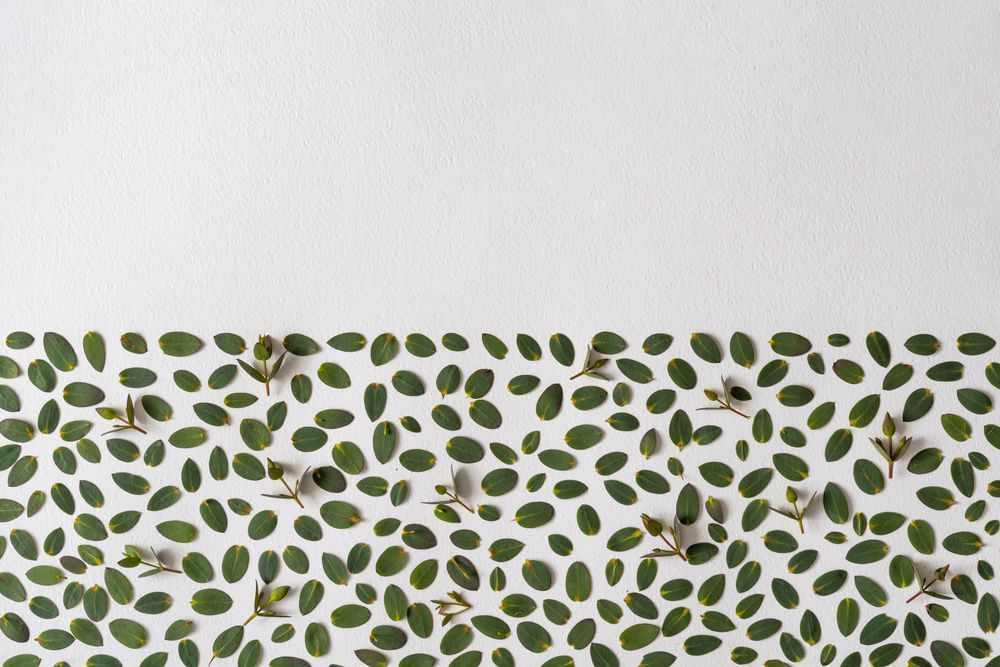 Green leaves on half of light background