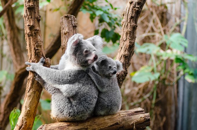 Koala adult and joey in tree
