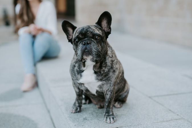 Woman with cute bulldog on street