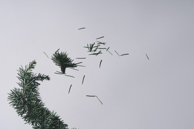 Pine branch of Christmas tree on grey background