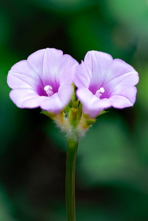 the delicate beauty of a grass flower, showcasing its slender, feathery petals and intricate structure