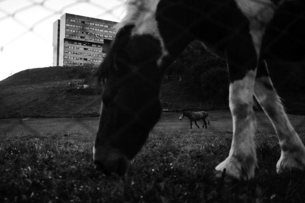 Ponies in an urban field