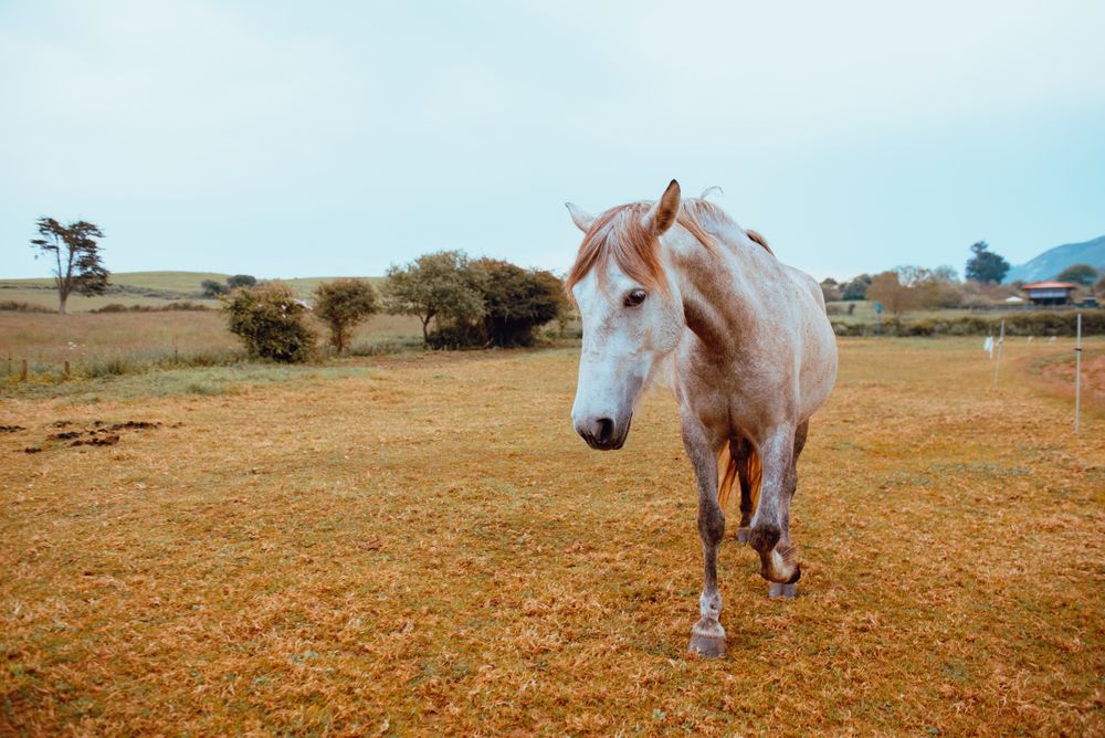 Horse grazing in dry field