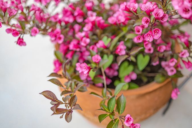 Close up of potted pink flowers