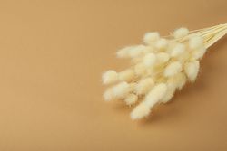 Dried bunny tail bouquet lying on a neutral brown background