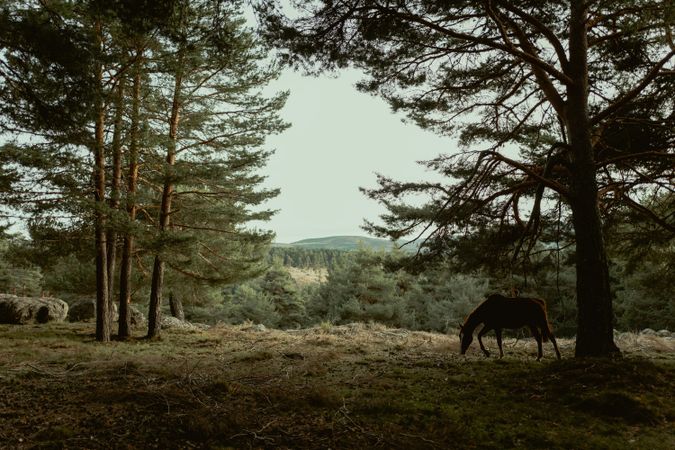 Peaceful horse eating grass at meadow by forest