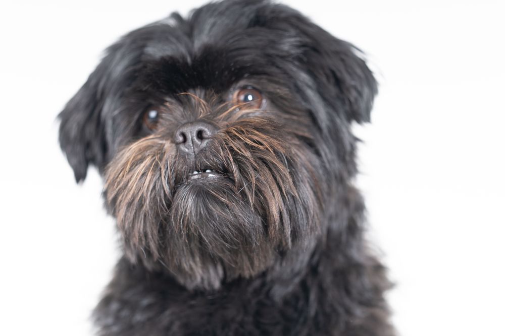Cute affenpinscher dog in studio portrait