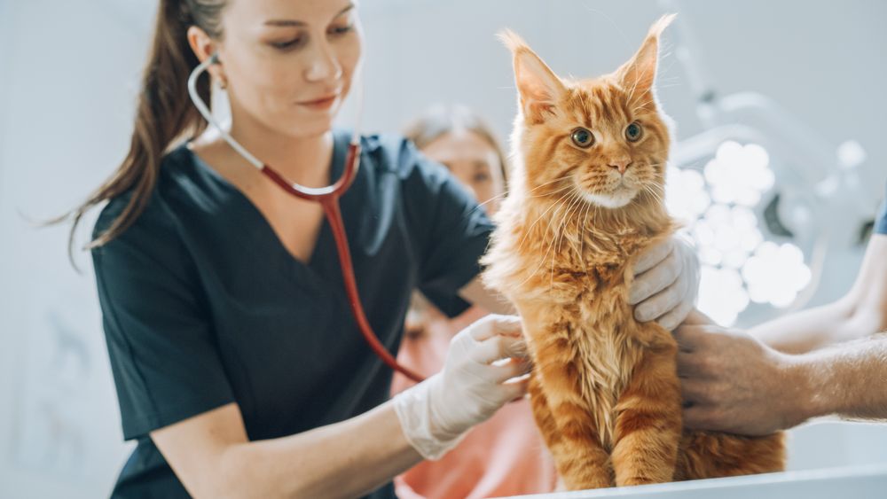 Smiling Veterinarian Using Stethoscope to Examining Breathing of a Pet Maine Coon Sitting on a Check Up Table.