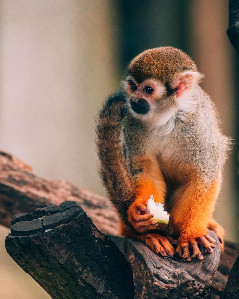 Monkey on branch during daytime