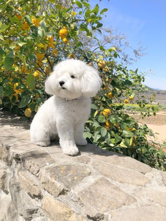 Bichon beside lemon tree