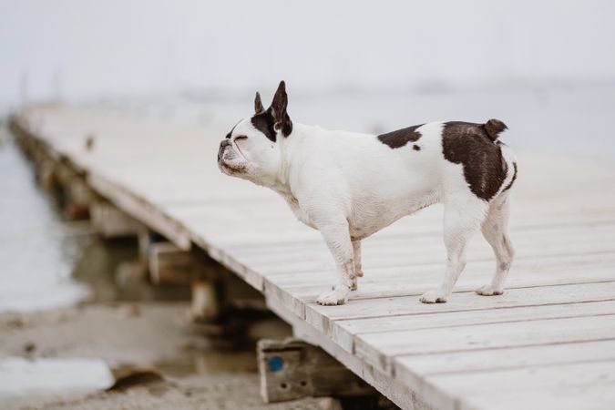 Cute dog on pier near sea