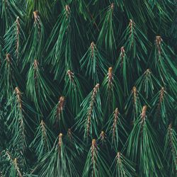 Evergreen pine forest made of tree branches