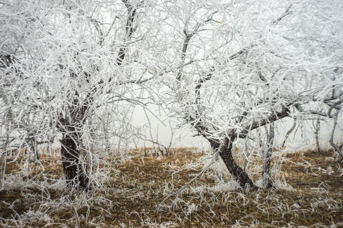 Frosty trees in field