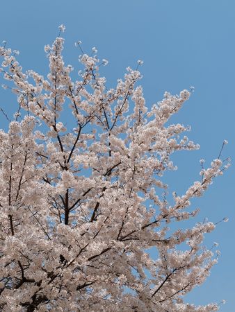 cherry blossoms