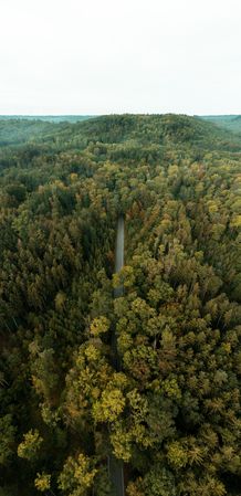 Drone aerial view panorama with beautiful forest in the morning