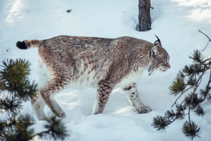 Lynx on hill near stones and snow