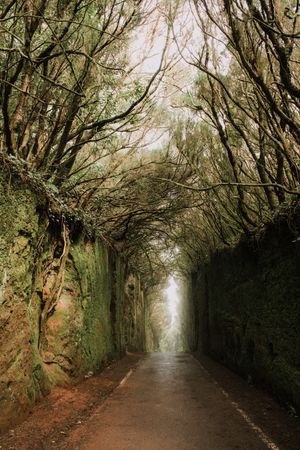 Footpath between murk alley of high walls and woods