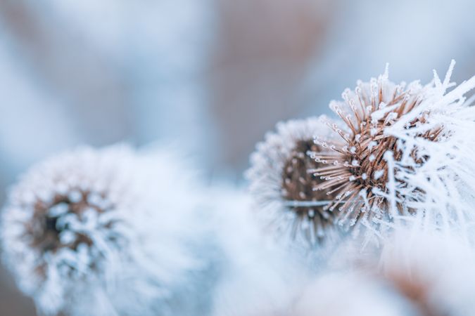 Close up of dried round plant with frost