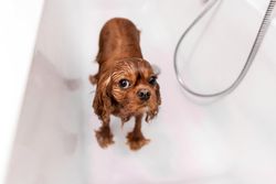 Cavalier spaniel after a wash