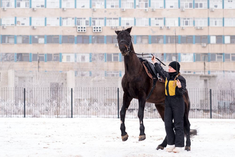 Horse leaping with handler in snowy enclosure. Dressage.