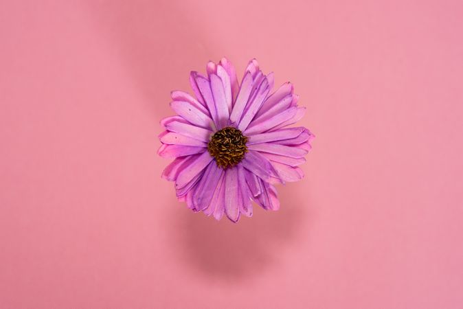 Violet daisy flowers in a pink background