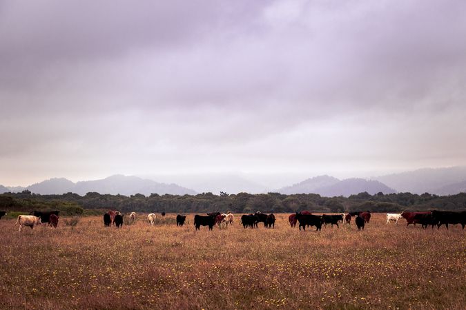Cows grazing in dry mountain field on overcast day