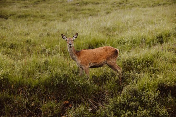 Wild deer in green grass