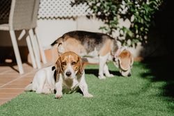 Cute beagles on lawn in yard