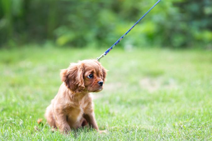 Cavalier spaniel with leash on the grass