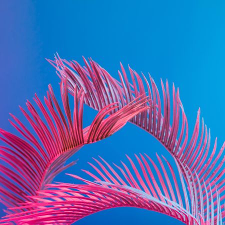 Palm leaves lit in bright pink on a blue background