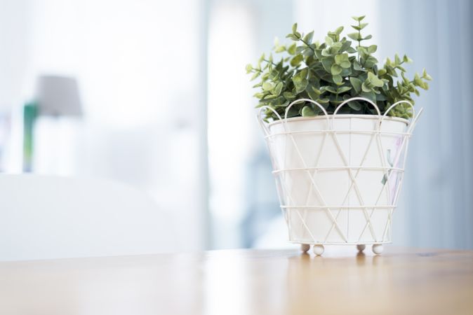 Indoor green plant into white flowerpot on wooden table