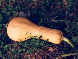 Orange squash growing in orchard