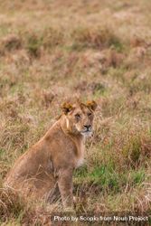 Lioness on yellow grass field 4B8WM0