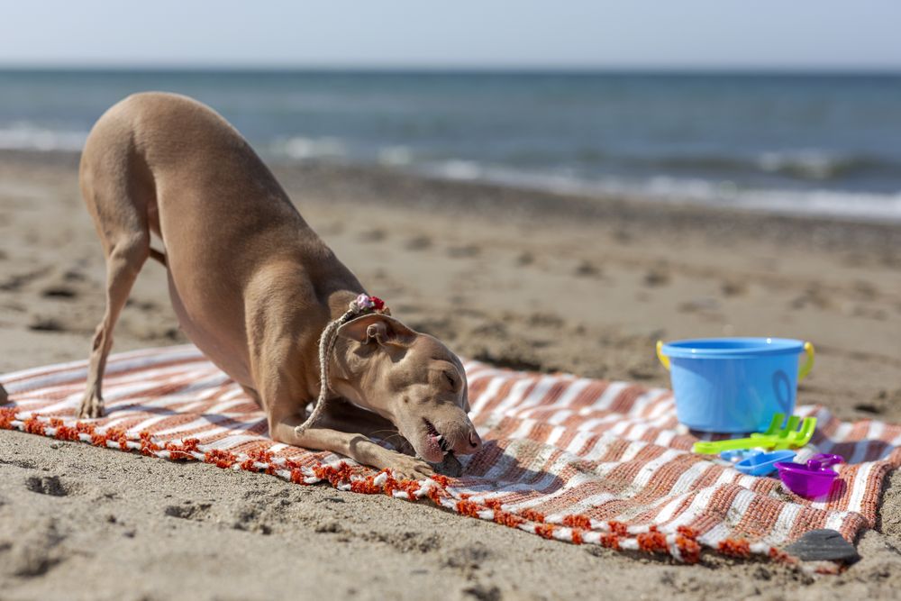 Cute puppy playing on beach in sunny day