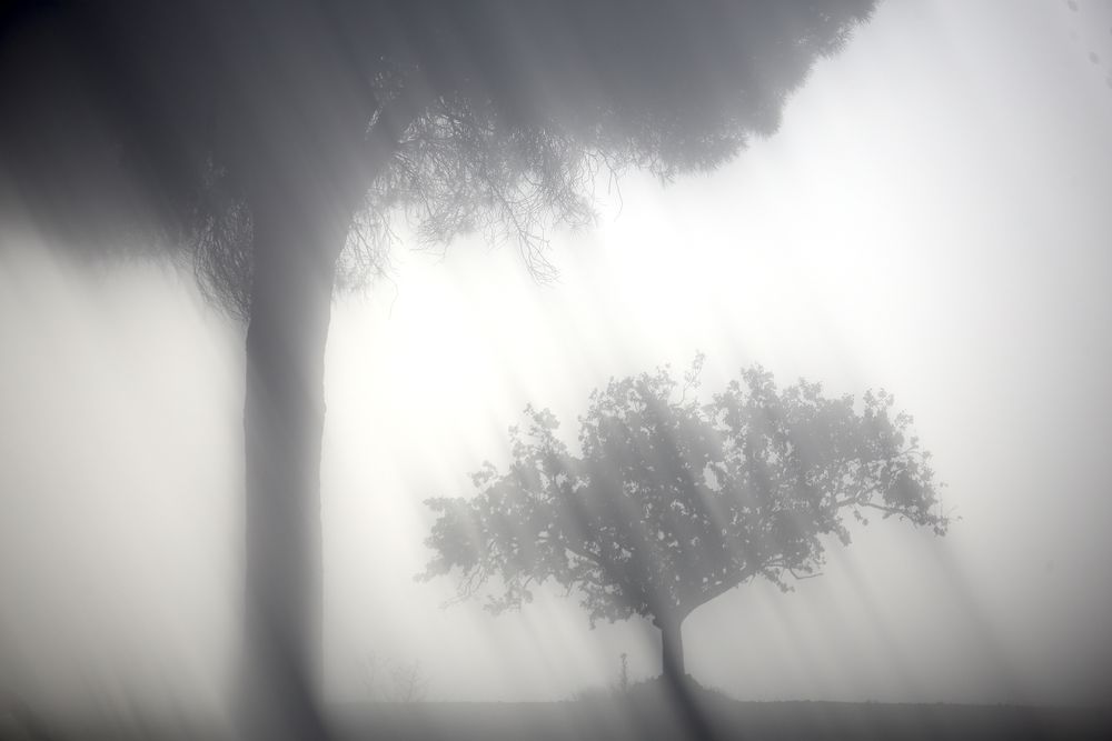 Defocused trees in sunset valley